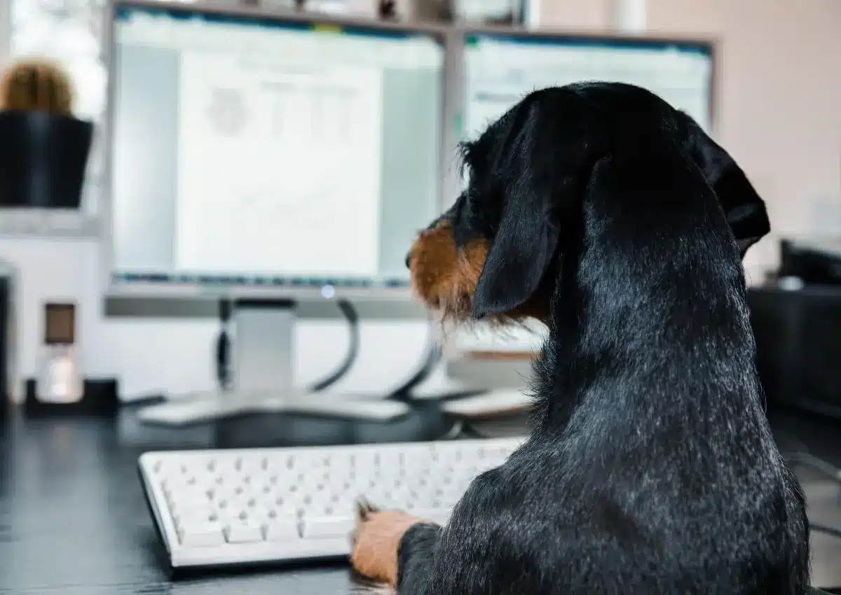 Chien drôle derrière l'ordinateur gère la gestion digitale de son entreprise
